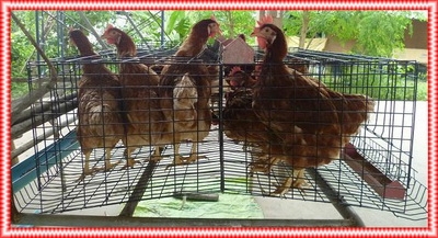 ขายอุปกรณ์สัตว์เลี้ยงกรงตับไก่ไข่ราคาถูกขายกรงไก่ไข่สําเร็จรูปโทร0947895645