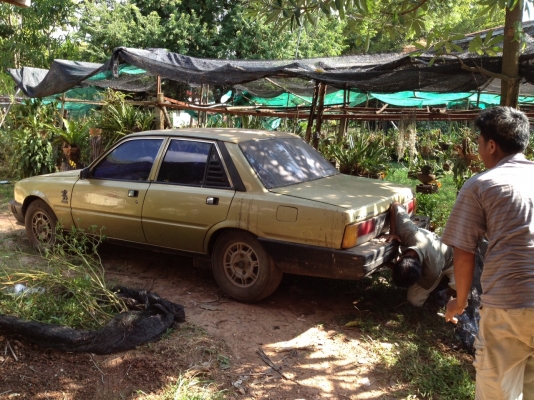 เปอโย 505 กินเจ แล้วครับ ภาษีขาด52 ชุโอนครบ เปอโย 505 กินเจ แล้วครับ ภาษีขาด52 ชุโอนครบ