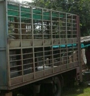 หกล้อ ISUZU NPR130โบว์ รถห้างปี48 รถบรรทุกหมูค็อกเลส2ชั้นท้ายรีปไฮโรลิกค์ สภาพดีพร้อมใช้งาน ทะเบึยนพร้อมโอน