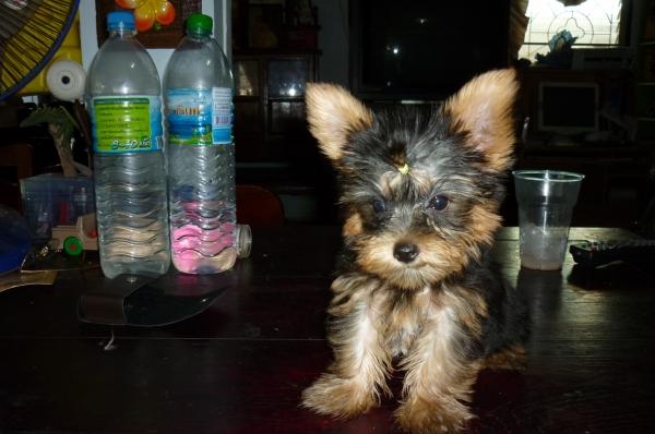 ขายสุนัข ยอคเชียไช้เล็กสวยมี4ตัว มีเพด