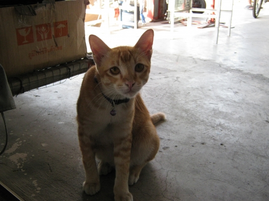 ขายแล้ว ขายแล้ว