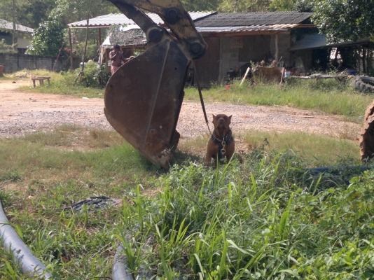 ขายรถแม็คโคร โกเบรโก907 มาร์ก2 สนใจติดต่อ (ธีรเดช) 0810873744 ส.จ ผล นาหม่อม 080-7089762 ขายรถแม็คโคร โกเบรโก907 มาร์ก2 สนใจติดต่อ (ธีรเดช) 0810873744 ส.จ ผล นาหม่อม 080-7089762