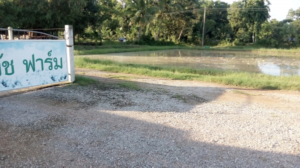 ขายขี้ไก่ปะป่นแกลง สวย( ฟาร์มไก่) พร้อมจัดส่ง ต่างหวัดส่งได้ มีจำนวนมาก  หลาย 1000 สอบ