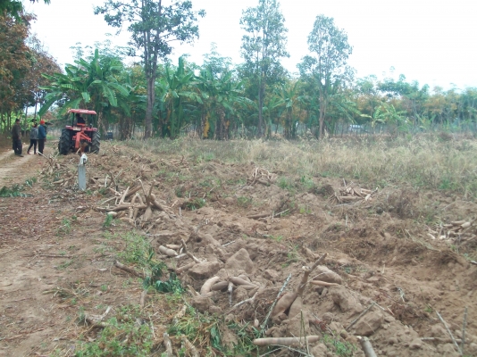 ผานขุดมัน