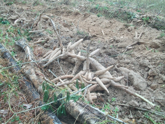 ผานขุดมัน