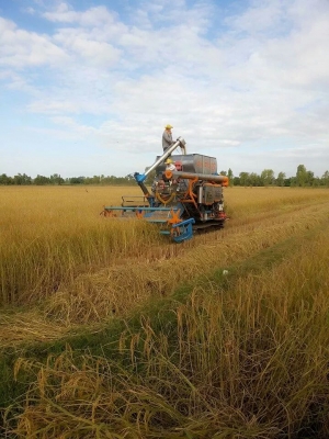 ขายรถเกี่ยวข้าว ปานเจริญการช่าง