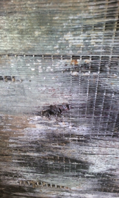 ขายหม้อน้ำแท้ เครื่ิองคัมมิ้นbigcam