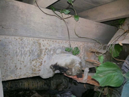 รถบรรทุก 6 ล้อ HINO