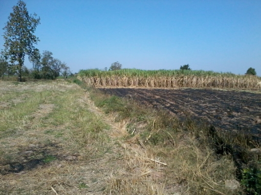 ขายที่ดินทำเลดีติดหมู่บ้าน ติดทางสาธารณะ 8 ไร่ ราคา 220,000บาท/ไร่  อ. สีคิ้ว