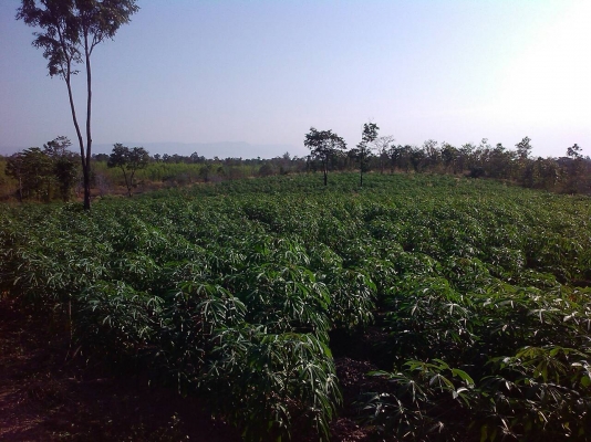 ที่ดินสวยเหมาะทำการเกษตร