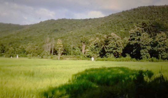 ขายที่ลำพูนราคาถูก