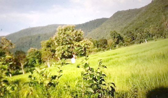 ขายที่ลำพูนราคาถูก