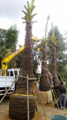 ขายเฮี๊ยบ