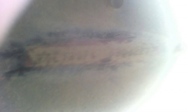 รถอีซูซุ 10 ล้อ บรรทุกน้ำมัน  FVZ  175 แรงม้า. ปี 38     สนใจติ ดต่อ  081 - 6079515