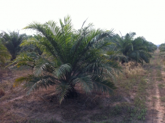 ขายที่ดิน ทำการเกษตร 106 ไร่ อ.หันคา จ.ชัยนาท ขายที่ดิน ทำการเกษตร 106 ไร่ อ.หันคา จ.ชัยนาท