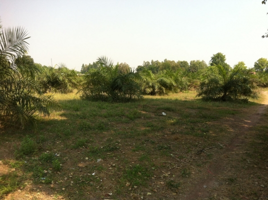 ขายที่ดิน ทำการเกษตร 106 ไร่ อ.หันคา จ.ชัยนาท