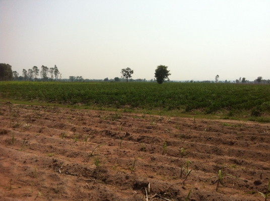 ขายที่ดิน ทำการเกษตร 106 ไร่ อ.หันคา จ.ชัยนาท ขายที่ดิน ทำการเกษตร 106 ไร่ อ.หันคา จ.ชัยนาท