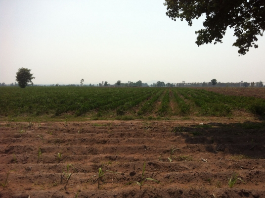 ขายที่ดิน ทำการเกษตร 106 ไร่ อ.หันคา จ.ชัยนาท ขายที่ดิน ทำการเกษตร 106 ไร่ อ.หันคา จ.ชัยนาท