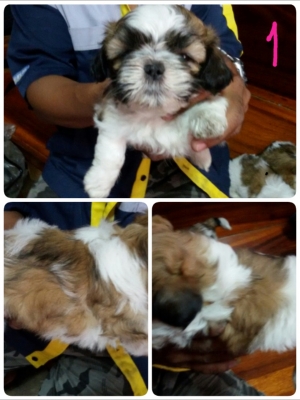 ชิสุแท้