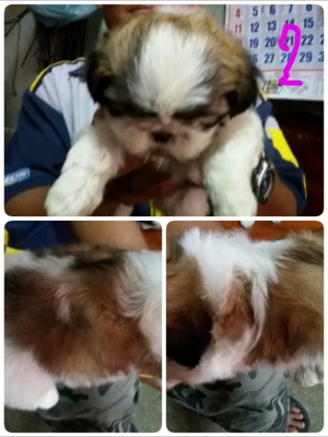 ชิสุแท้ ชิสุแท้