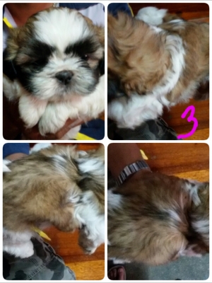 ชิสุแท้ ชิสุแท้