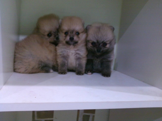 mazda 323 ปี 2004 (2547)