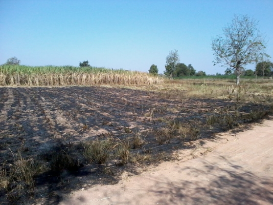 ขายที่ดินราคาถูก  8 ไร่ ราคา 220,000บาท/ไร่  ติดหมู่บ้าน ติดทางสาธารณะ  อ. สีคิ้ว