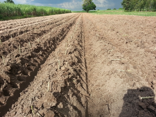 ขายผานยกร่อง ร่องเดี่ยว 4ใบ (22 นิ้ว)