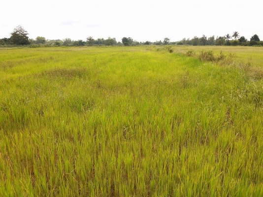 ขายที่ดิน