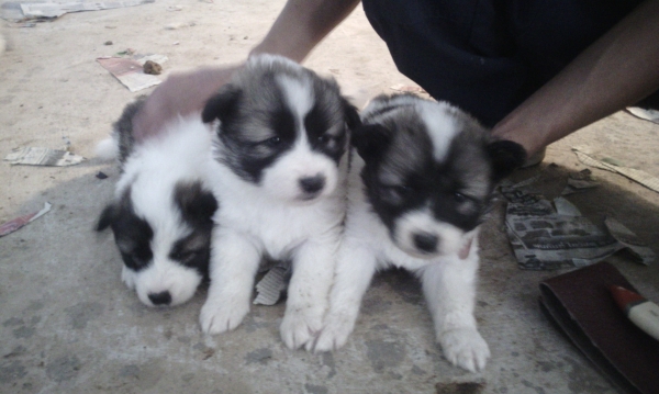 ขายลูกสุนัขบางแก้วแท้