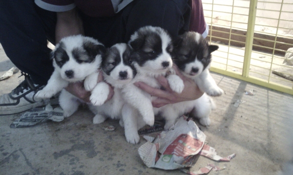 ขายลูกสุนัขบางแก้วแท้