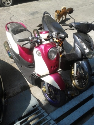 Mio115 ซื้อ ปี51 สวยๆล้อทอง +ฟีโน่ ปี 54 สวยๆ ล้อแมกซ์ จากศูนย์ ยามาฮ่า ขายรวม 2 คัน Mio115 ซื้อ ปี51 สวยๆล้อทอง +ฟีโน่ ปี 54 สวยๆ ล้อแมกซ์ จากศูนย์ ยามาฮ่า ขายรวม 2 คัน