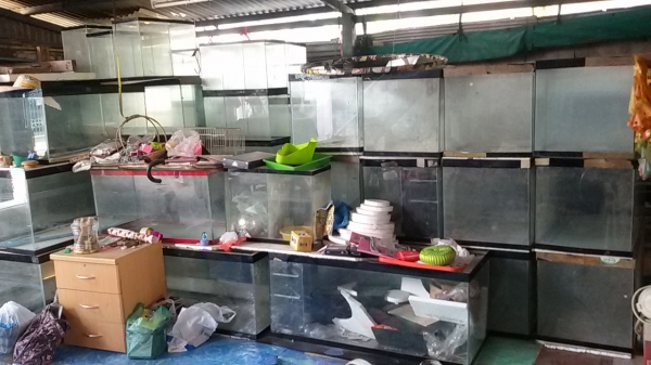 ขายเหมาตู้ปลา