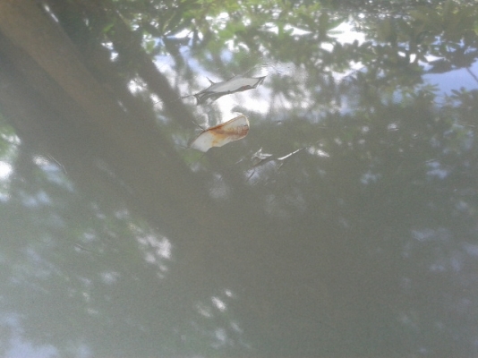 (ขายแล้ว เสี่ยต่อ จ ตาก รับรถกลับบ้านแล้ว )กระโต้โยต้า โฟวิน ปี 99    รถบ้านฝากขาย  พร้อมลุย  เล่มพร้อม..