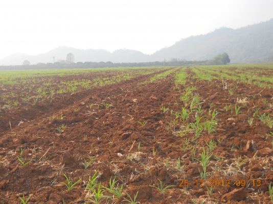 ขายที่ดินเขาใหญ่สวยๆ 55 ไร่ๆละเพียง 1700000บาท