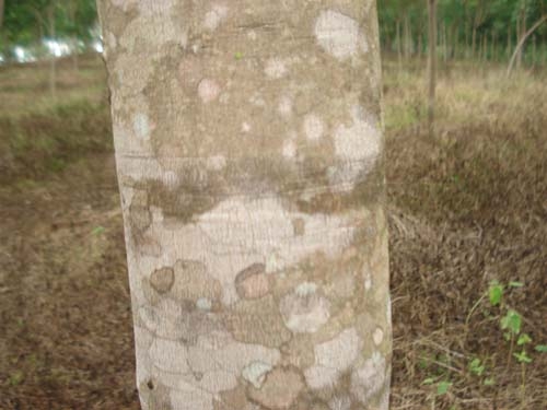 ขายสวนยาง พารา พร้อมบ้านไม้หลังใหญ่