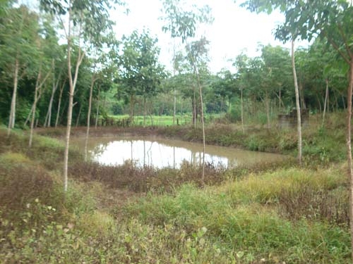 ขายสวนยาง พารา พร้อมบ้านไม้หลังใหญ่