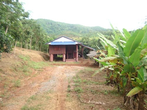 ขายสวนยาง พารา พร้อมบ้านไม้หลังใหญ่