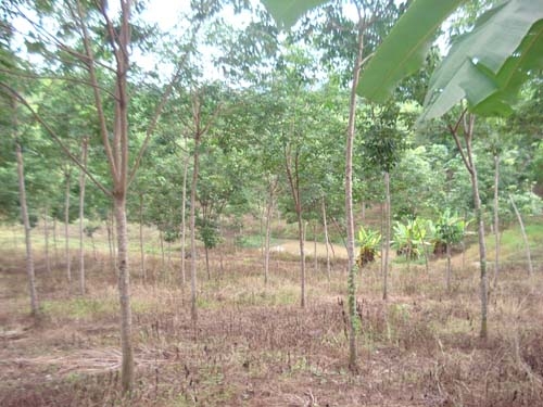 ขายสวนยาง พารา พร้อมบ้านไม้หลังใหญ่