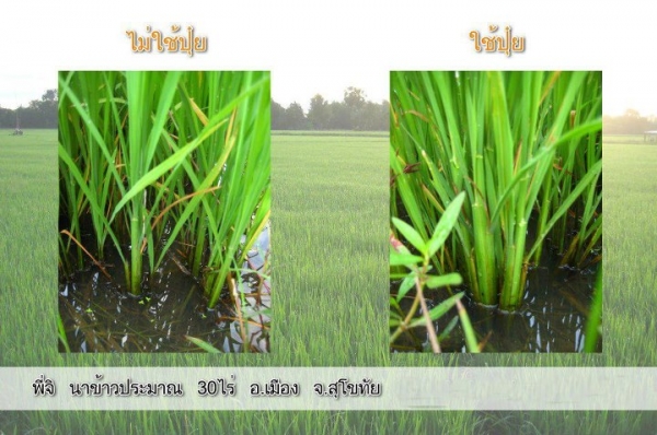 ปุ๋ยอินทรีย์เคมี.ตราเขาเพชร ปุ๋ยอินทรีย์เคมี.ตราเขาเพชร