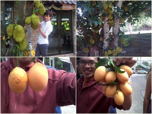 ปุ๋ยอินทรีย์เคมี.ตราเขาเพชร ปุ๋ยอินทรีย์เคมี.ตราเขาเพชร