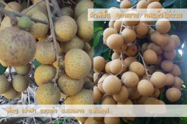 ปุ๋ยอินทรีย์เคมี.ตราเขาเพชร ปุ๋ยอินทรีย์เคมี.ตราเขาเพชร