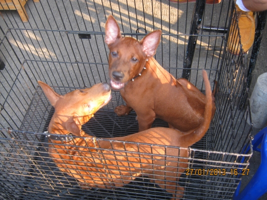 ฝากขายสุนัขไทยหลังอาน*** สีเม็ดมะขาม  ***13,000***