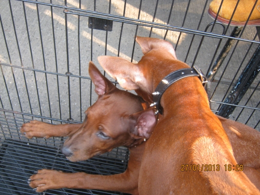 ฝากขายสุนัขไทยหลังอาน*** สีเม็ดมะขาม  ***13,000***