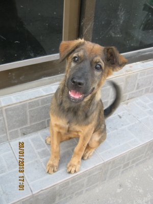 ขายสุันัขไทยประมาณ 3เดือนกว่า อ้วนใหญ่ขนยาว มีตัวผู้และตัวเมีย และมีออกมาใหม่หลายตัวเลยอาจแจกฟรี