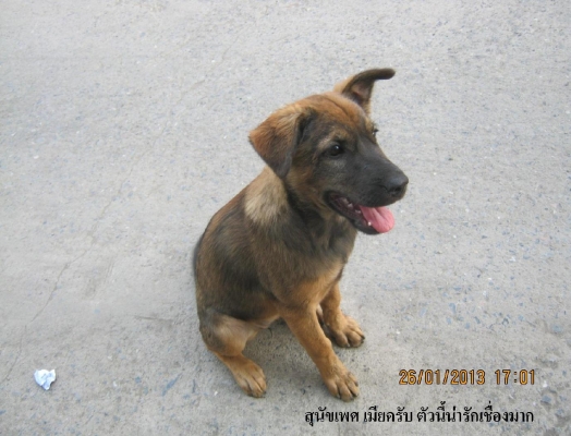 ขายสุันัขไทยประมาณ 3เดือนกว่า อ้วนใหญ่ขนยาว มีตัวผู้และตัวเมีย และมีออกมาใหม่หลายตัวเลยอาจแจกฟรี