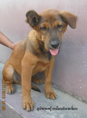 ขายสุันัขไทยประมาณ 3เดือนกว่า อ้วนใหญ่ขนยาว มีตัวผู้และตัวเมีย และมีออกมาใหม่หลายตัวเลยอาจแจกฟรี