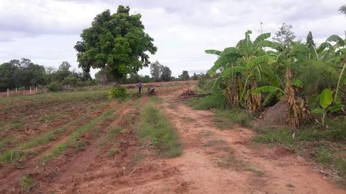 ขายด่วนที่ดิน 9 - 2 - 6 ไร่ ราคา 280,000บาทต่อไร่ ติดถนนลาดยาง อ.สีคิ้ว