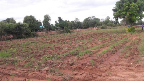 ขายด่วนที่ดิน 9 - 2 - 6 ไร่ ราคา 280,000บาทต่อไร่ ติดถนนลาดยาง อ.สีคิ้ว