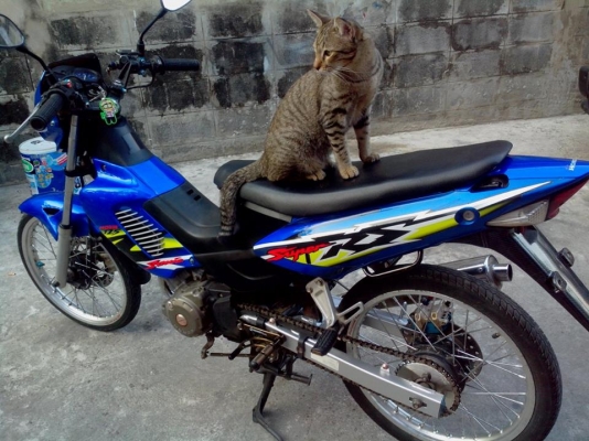 ฮอนด้า โซนิก